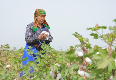 Sariosiyo tumanida yig‘im-terim jarayoni qizg‘in davom etmoqda