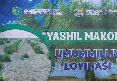 Yashil makon loyihasi amalda