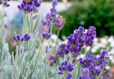 Lavanda